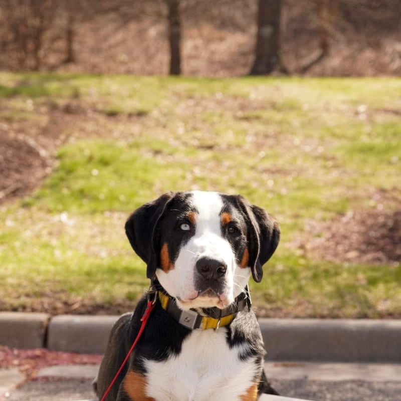 A dog at the Ridgeside K9 Tidewater facility in Williamsburg
