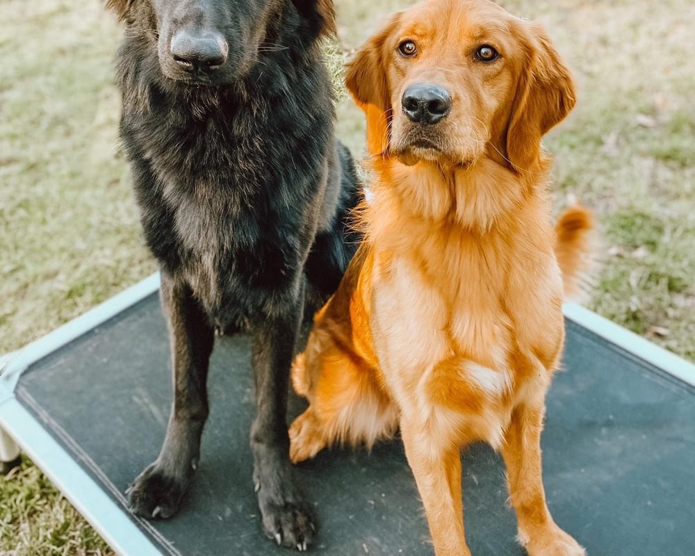 Two happy dogs resting on a cot at the Ridgeside K9 Tidewater facility